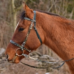 PICNIC BRIDLE or SIMPLE HALTER BRIDLE with CAMOUFLAGE Biothane