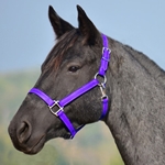 PURPLE HALTER & LEAD made from BETA BIOTHANE (Solid Colored)