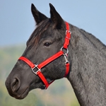 RED HALTER & LEAD made from BETA BIOTHANE (Solid Colored)