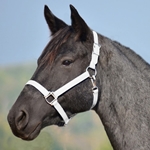 WHITE HALTER & LEAD made from BETA BIOTHANE (Solid Colored)
