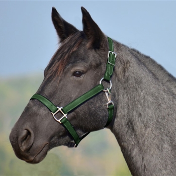 HUNTER GREEN HALTER & LEAD made from BETA BIOTHANE (Solid Colored)