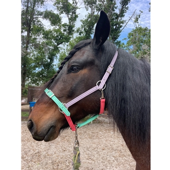Buckle Nose Halter & Lead Beta Biothane Solid Colored