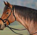 a horse wears a sidepull bitless bridle