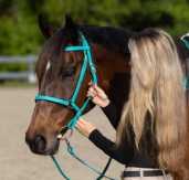 horse halter bridles