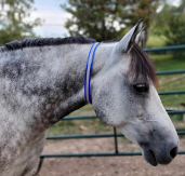 horse neck collars