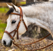 a horse wears a sidepull bitless bridle