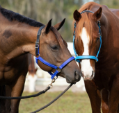 A horse wears a Turnout HALTER & LEAD