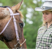 horse western bridles