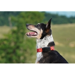 E-COLLAR REPLACEMENT