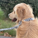 Dog Zebra Items
