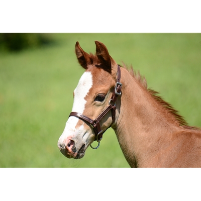 Regular FOAL/MINI HALTERS
