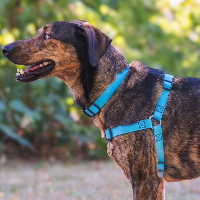 No Pull Dog Harness