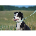 Beta BioThane Dog Slip Lead/Leash