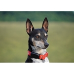Adjustable Beta Biothane Dog E Collar