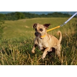SLIP DOG COLLAR made from BETA BIOTHANE (Solid Colored)