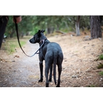 Beta Biothane Dog Leash with Traffic Handle