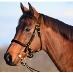 BROWN Traditional HALTER BRIDLE with BIT HANGERS made from BETA BIOTHANE