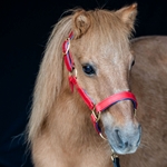 Any Color SAFETY HALTER & LEAD with BREAKAWAY LEATHER TAB made from BETA BIOTHANE (Solid Colored)