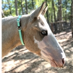 Get Neck Collar for Horse Made from Beta Biothane at Two Horse Tack