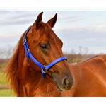 Padded Halter made from BETA BIOTHANE with NO RUB Padding