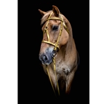 DRAFT HORSE SIZE War or Medieval Bridle made from BETA BIOTHANE