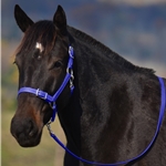 WARMBLOOD/THOROUGHBRED SIZE Buckle Nose Halter made from BETA BIOTHANE