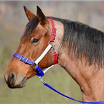 Buckle Nose Halter & Lead Beta Biothane Solid Colored