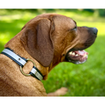 Center Ring Safety DOG COLLAR made from BETA BIOTHANE with REFLECTIVE DAY-GLO