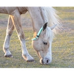 Mint/Seafoam Green Beta Biothane Horse Neck Collar - Any Size, Any Style