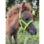 **WHOLESALE Tack** BETA BIOTHANE Figure 8 Style Foal Halter