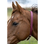 Wine/Maroon Beta Biothane Horse Neck Collar - Any Size, Any Style