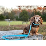 Baby Blue Beta Biothane Dog Collar - Any Size