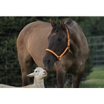 Mango Orange Beta Biothane Halter - Any Size, Any Style