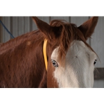 Mango OrangeBeta Biothane Horse Neck Collar - Any Size, Any Style