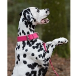 Bubblegum Pink Beta Biothane Dog Collar - Any Size