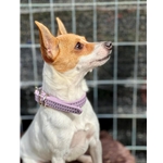 Lavender Beta Biothane Dog Collar - Any Size