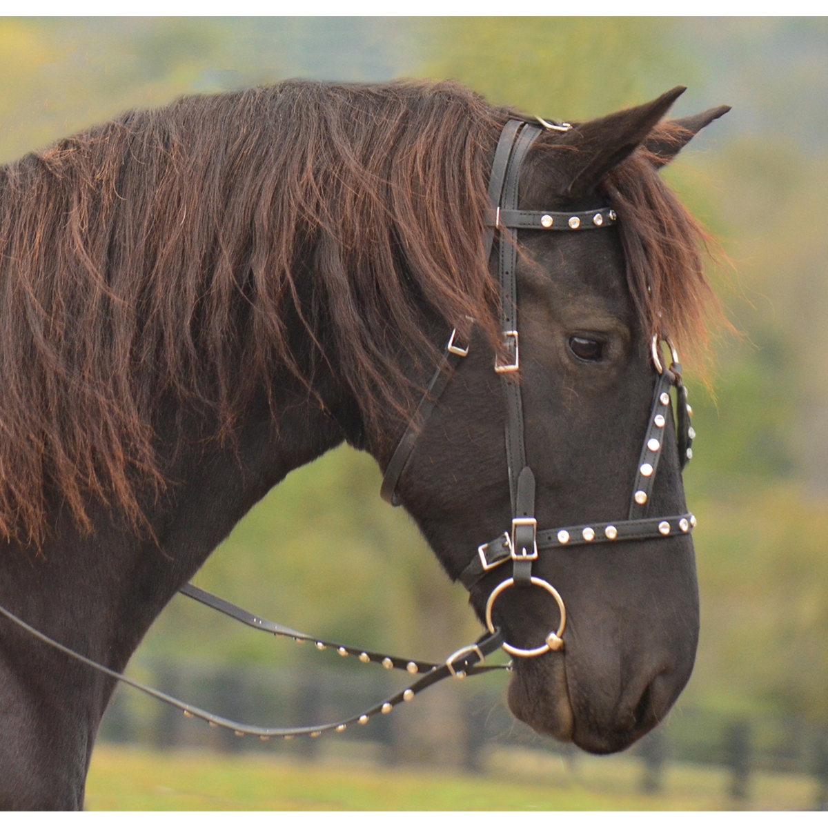 Get Medieval Baroque from Two Horse Tack At Best Price