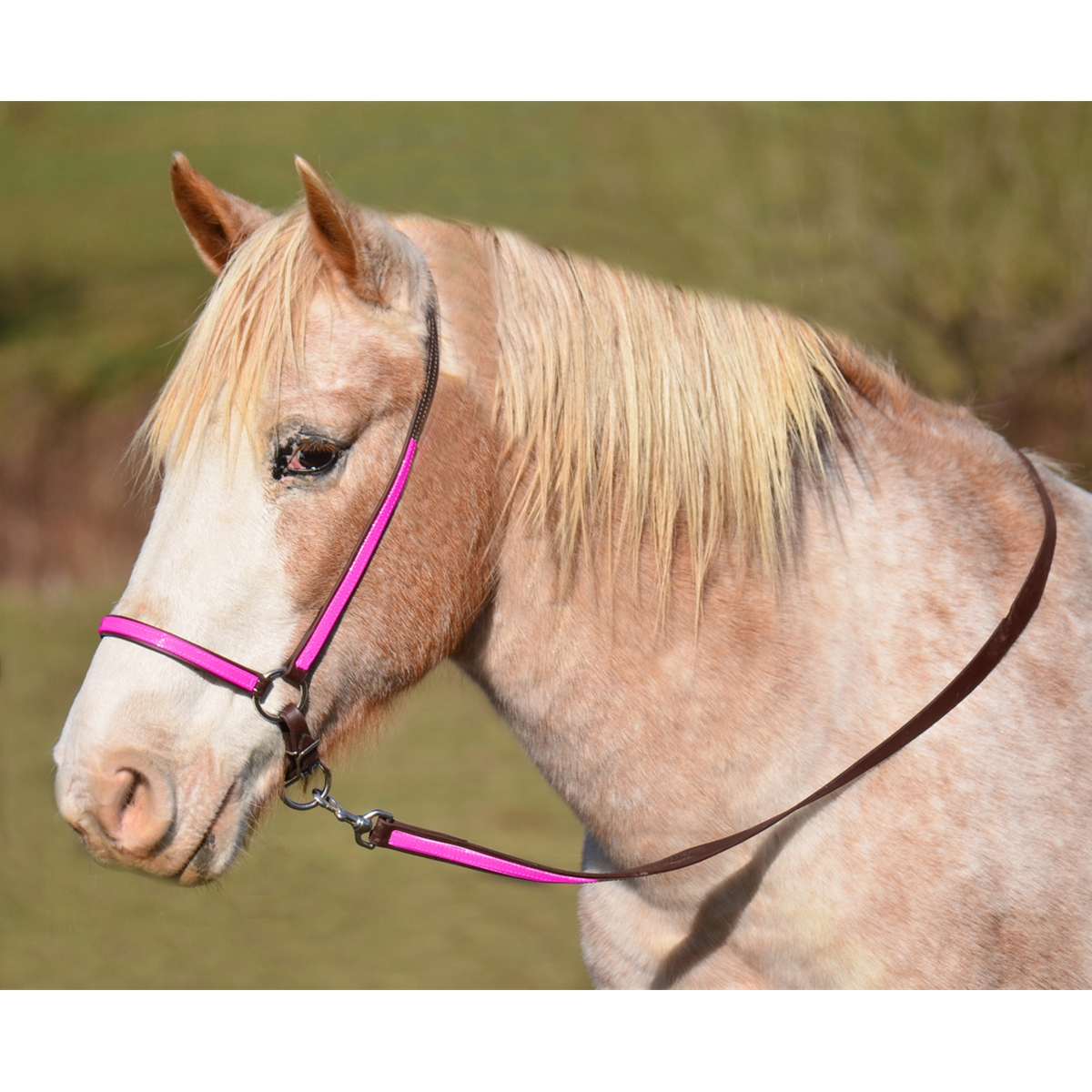 Grooming Halter & Lead in 2 Color Combo - Two Horse Tack