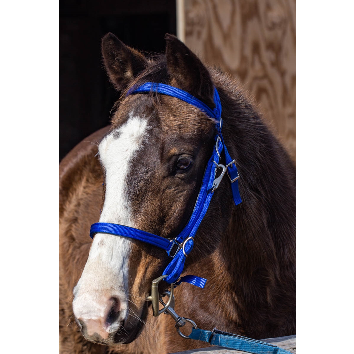 Traditional Halter Bridle with Bit Hangers Made from Nylon