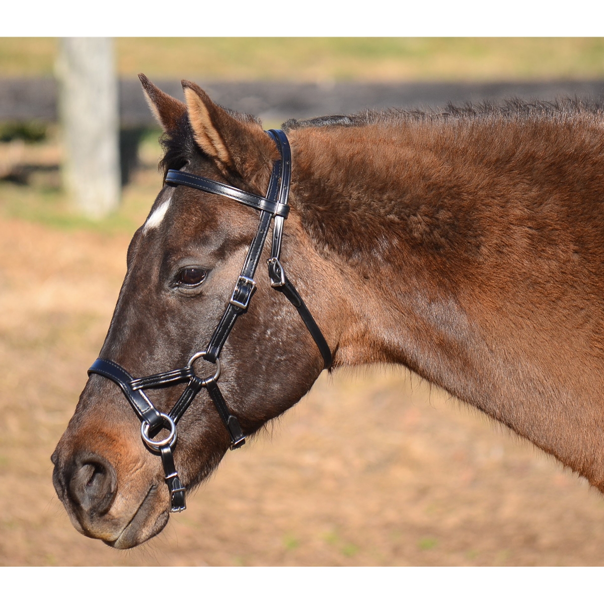 SIDEPULL Bitless Bridle made from BETA BIOTHANE (Solid ...