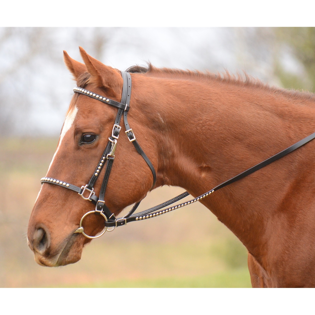 Publiciteit Groet Conclusie Horse Bridle & Traditional Halter Bridle with Bit Hangers - Two Horse Tack