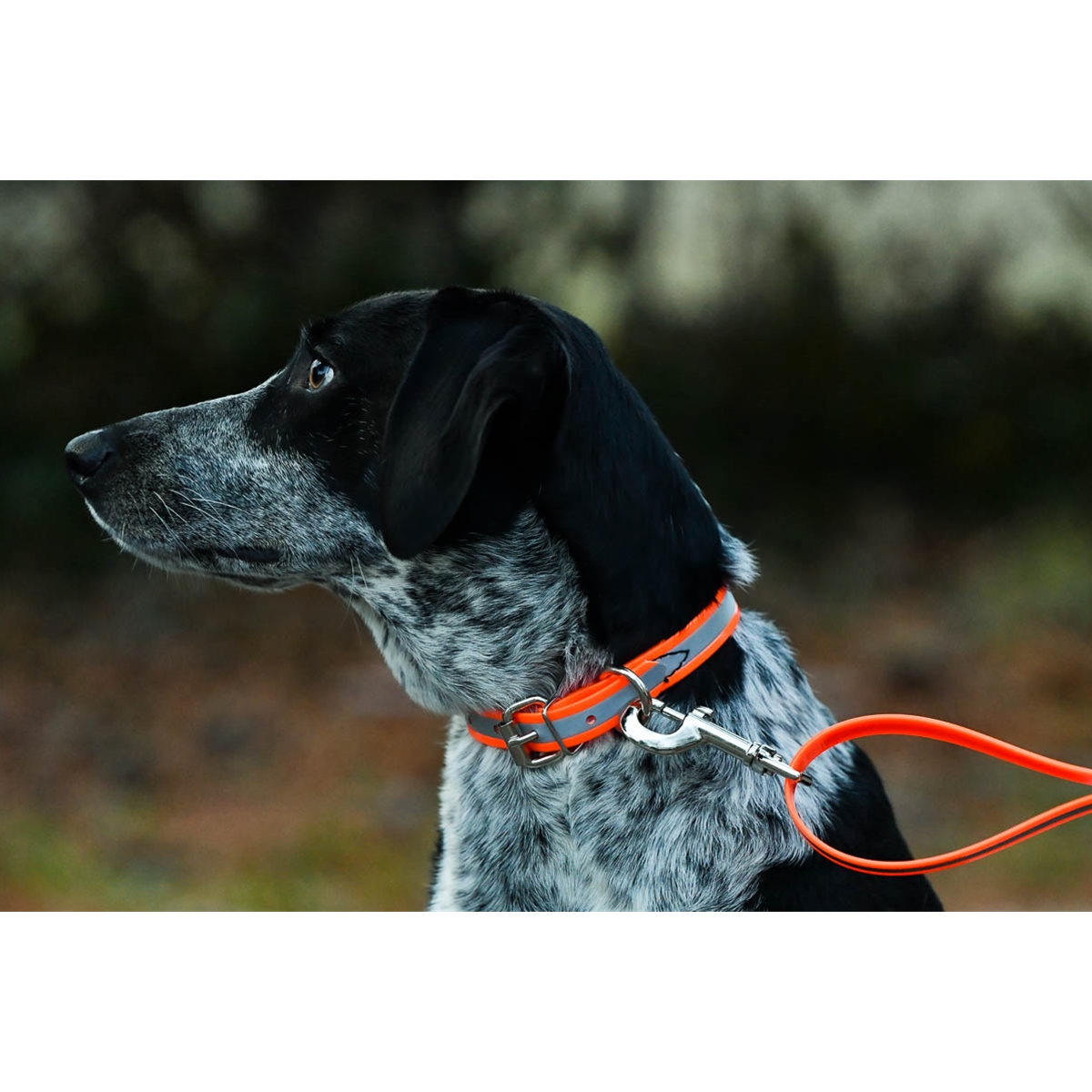 Lightweight Biothane Reflective Waterproof Dog Collar