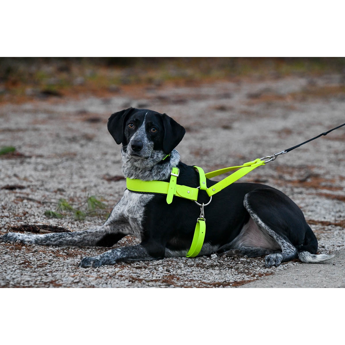 biothane harness dog