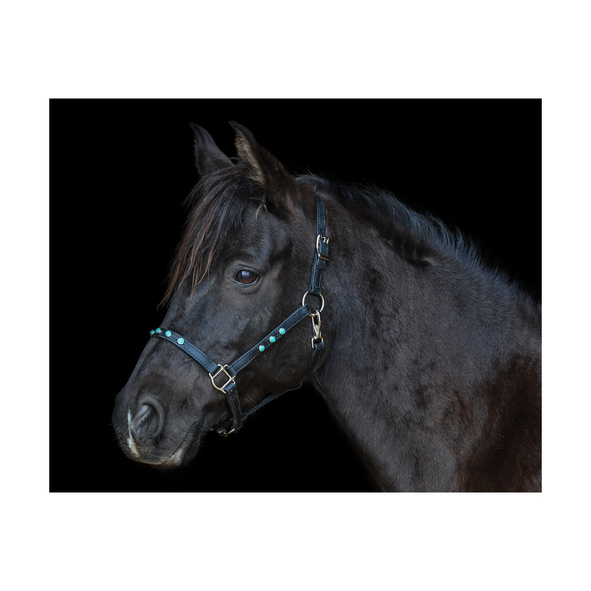 Black holographic designer rhinestone horse halter, designer halter,  rhinestone horse halter, custom horse halter, black halter bling halter