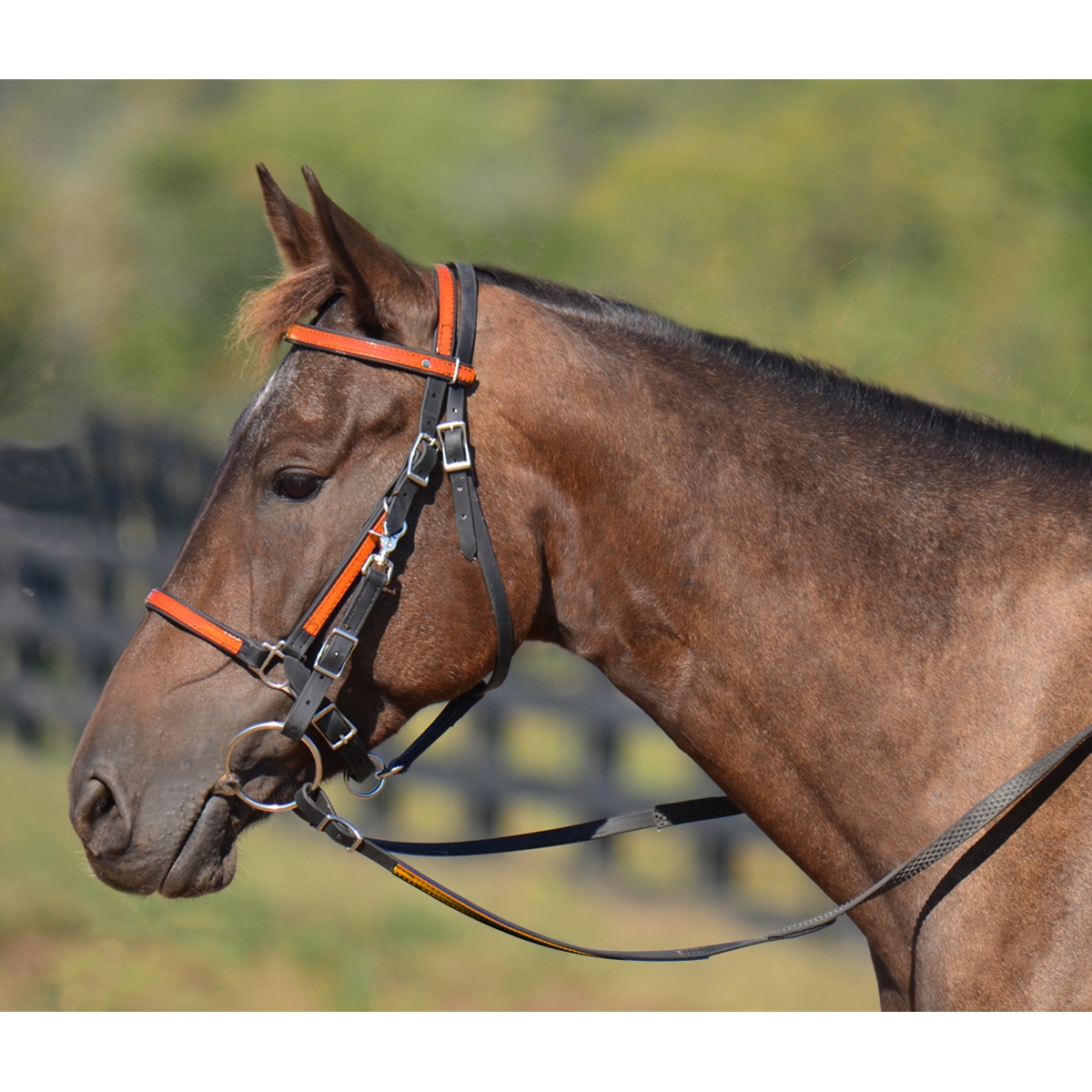 Shop Traditional Halter Bridle with Bit Hangers