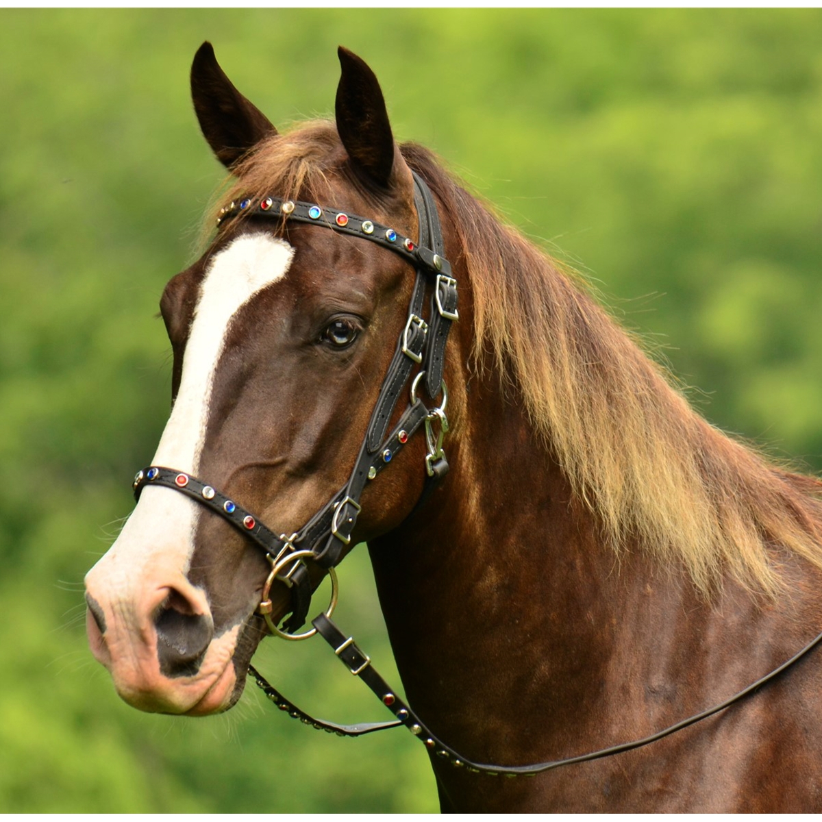 Quick Change Halter Bridle with Snap-on Browband- Two Horse Tack
