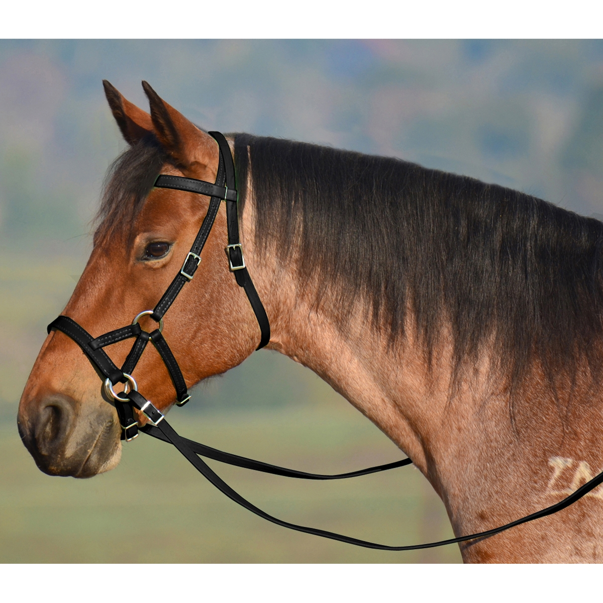 Bitless Bridles Vs Hackamore Read This BEFORE You Buy One, 57% OFF