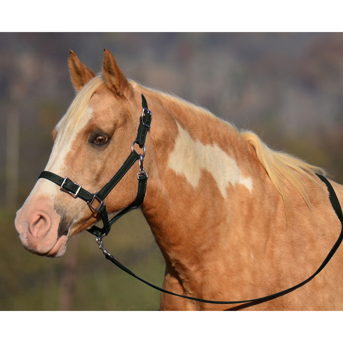 Halters and Lead Ropes for Horses  Buckle Nose Halter - Two Horse Tack