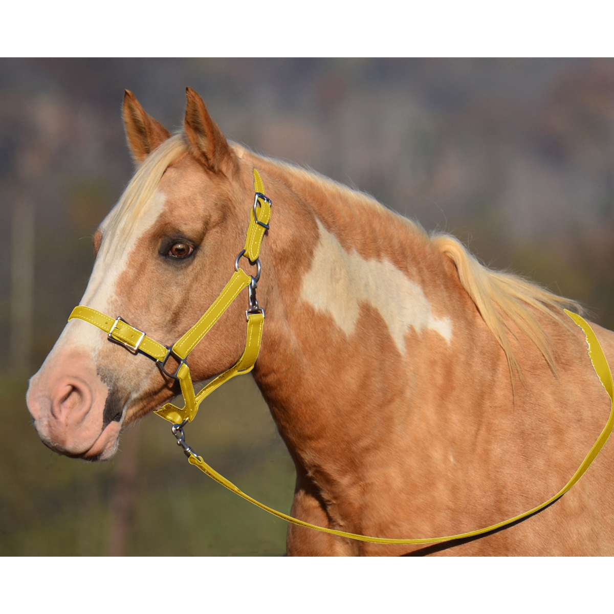 Sunflower Yellow Buckle Nose Safety Halter & Lead – Two Horse Tack
