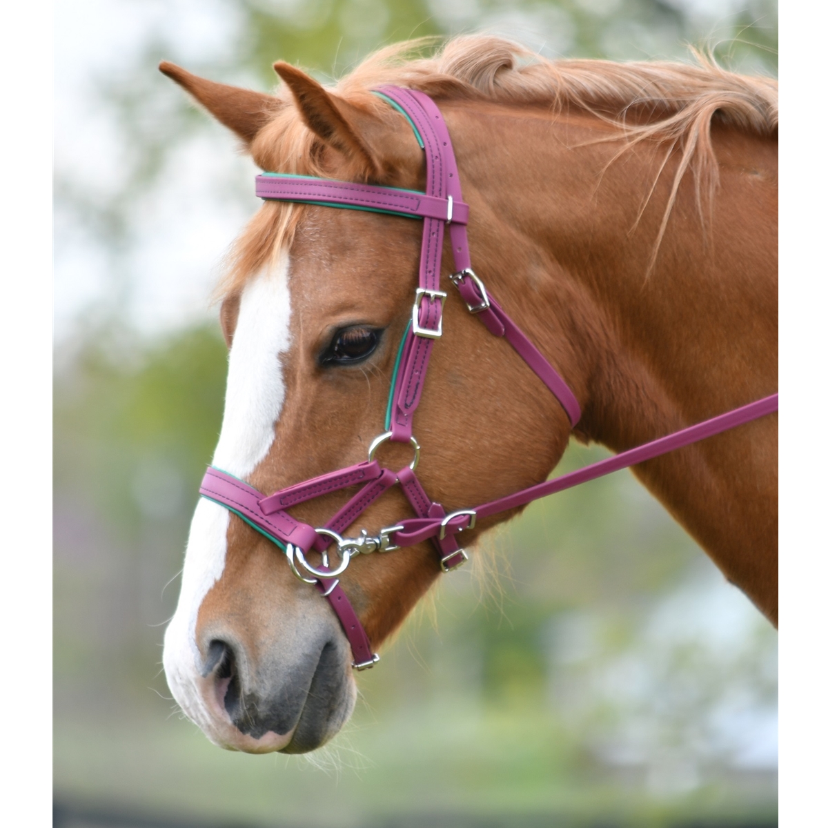 Sidepull Bitless Bridle made from Beta Biothane with Colored